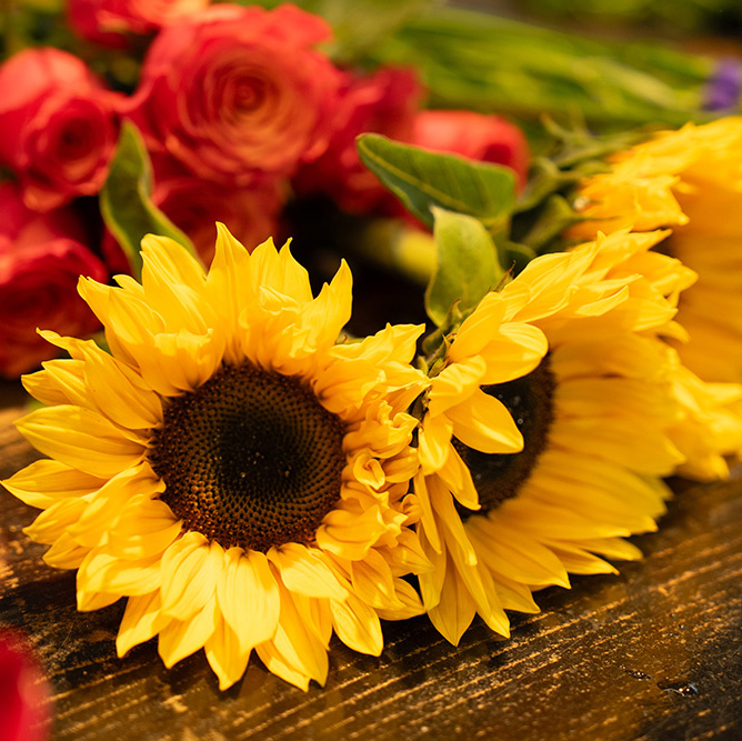 Nahaufnahme von zwei großen, gelben Sonnenblumen mit dunkler Mitte auf einem hölzernen Untergrund, im Hintergrund unscharfe rote Rosen und grüne Stiele.